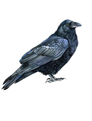 Raven Watercolor Print Raven Art Print Black Bird Wall Art Edgar Allan Poe Raven Artwork Raven Gifts Gothic Home Decor Raven Crow Painting - image1